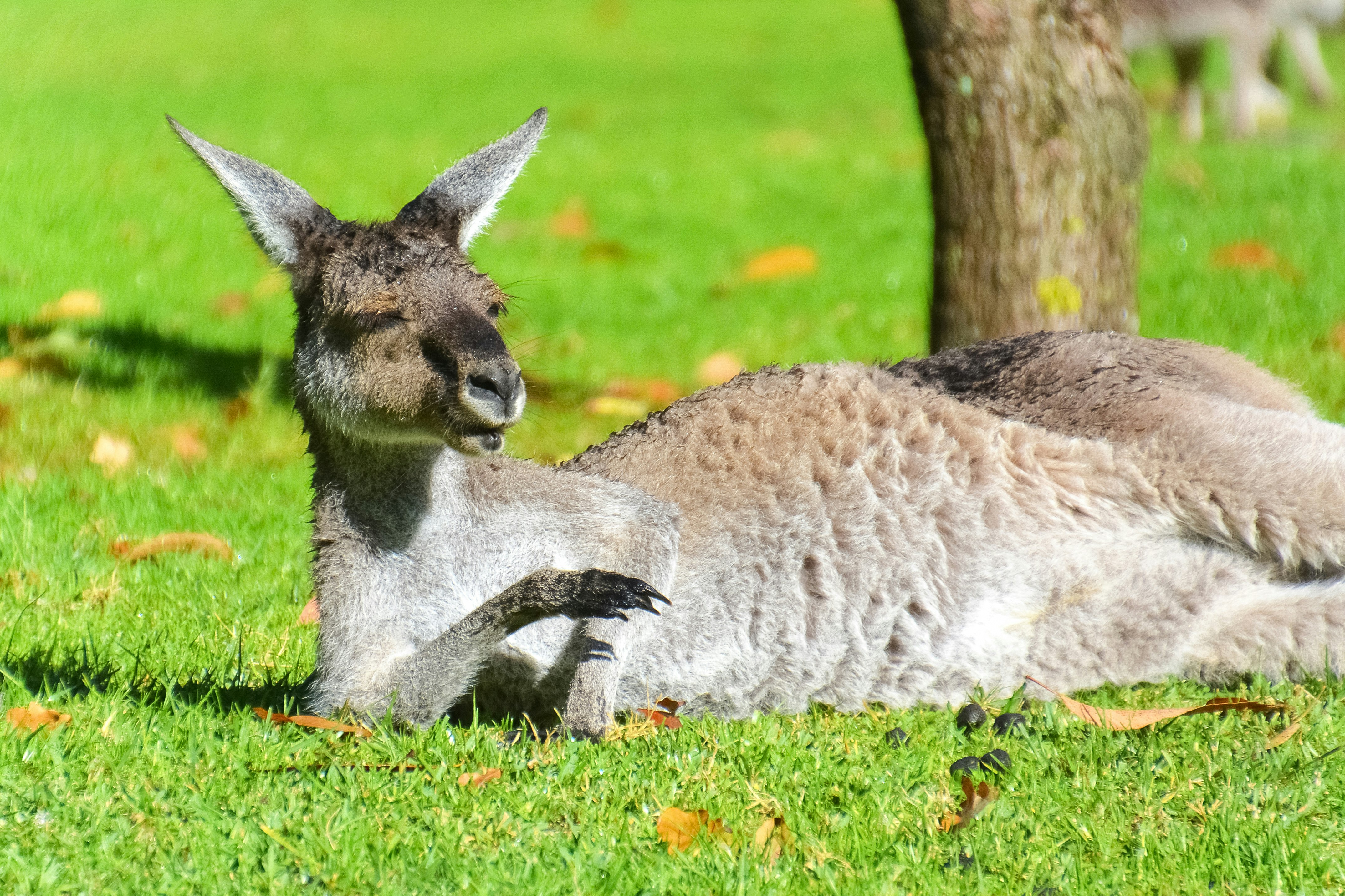 gray kangaroo lying on green grass field during daytime